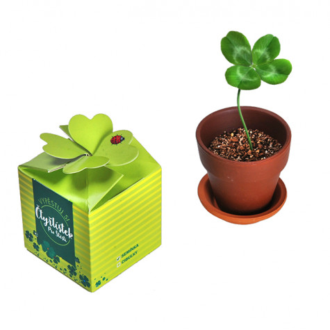 Štvorlístok pre šťastie v zelenej darčekovej krabičke